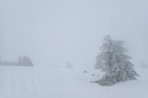 fog, trees, snow, mountains, skiing