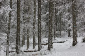 snow, trees, forest