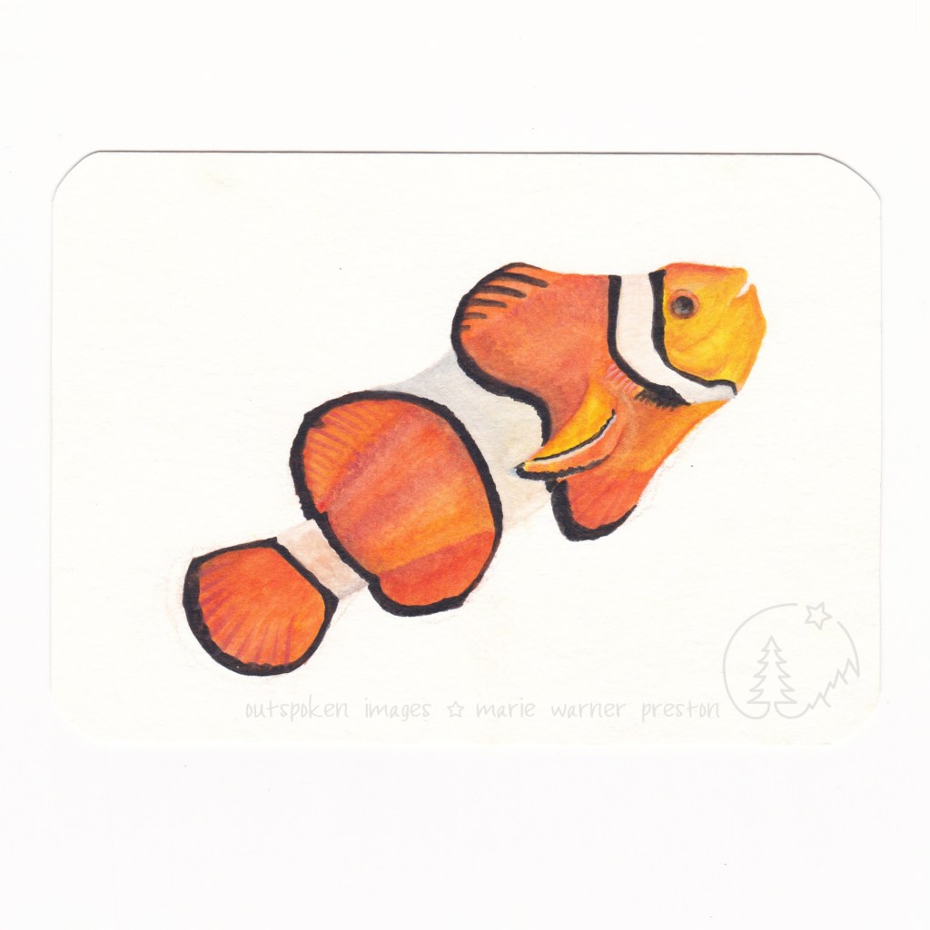 Orange clownfish (Amphiprion percula) ©2021 Outspoken Images by Marie Warner Preston