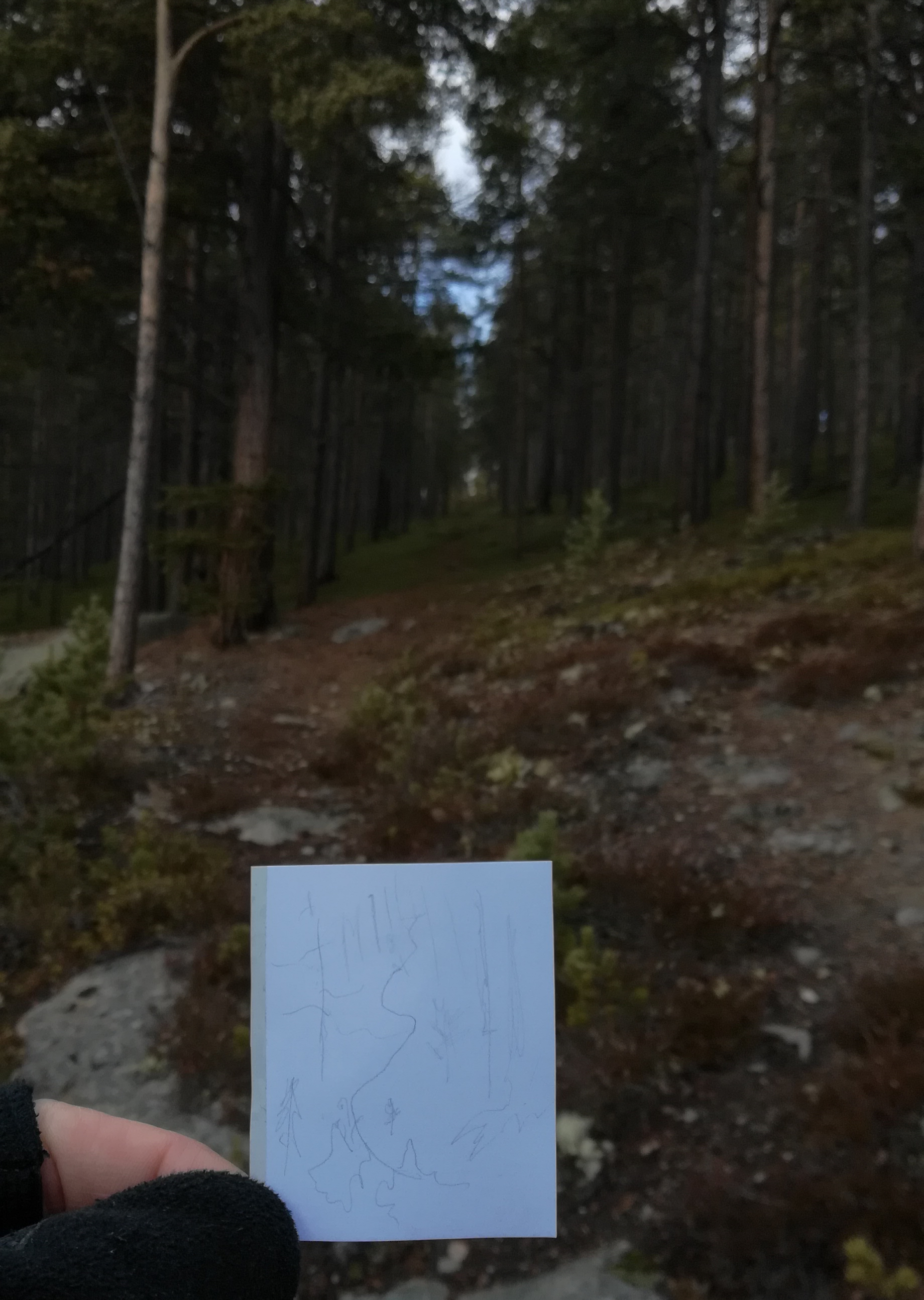 Pencil sketch of path between trees, photographed from the drawing vantage point
