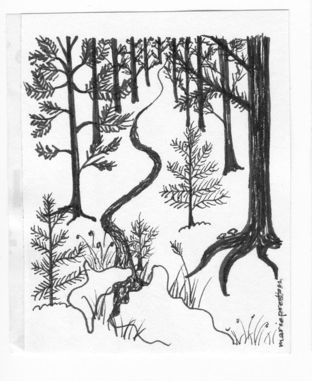 Ink drawing by Marie Preston: Coniferous forest with winding path